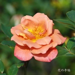 バラ　カレイドスコープ（Kaleidoscope）｜花の手帖のバラ図鑑