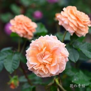バラ　カナローズ（花菜ローズ）｜花の手帖のバラ図鑑