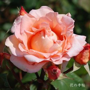 バラ　カノン（花音）｜花の手帖のバラ図鑑