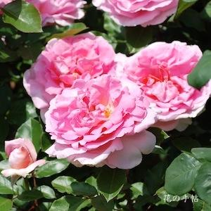 バラ　カスミ（香澄）｜花の手帖のバラ図鑑