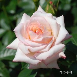 バラ　カツシカ（勝鹿）｜花の手帖のバラ図鑑