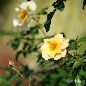 バラ　キンレンポ（金蓮歩）｜花の手帖のバラ図鑑