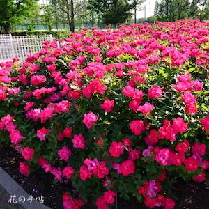 バラ　ノックアウト（Knock Out）｜花の手帖のバラ図鑑