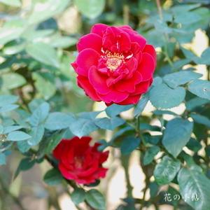 バラ　コンラッド ヘンケル｜花の手帖のバラ図鑑