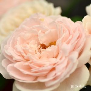 バラ　キョウカ（鏡花）｜花の手帖のバラ図鑑