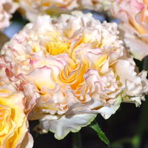 バラ　ラカンパネラ（La Campanella）｜花の手帖のバラ図鑑