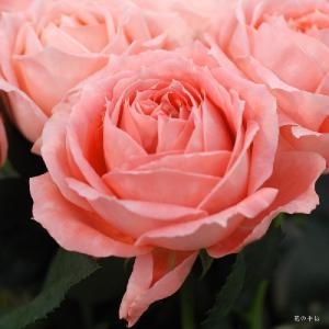 バラ　ラ シャンス（La Chance）｜花の手帖のバラ図鑑