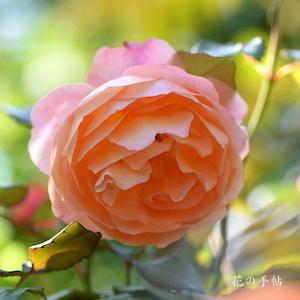 バラ　レディ エマ ハミルトン（Lady Emma Hamilton）｜花の手帖のバラ図鑑