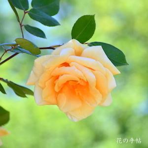 バラ　つる レディ ヒリンドン（Lady Hillingdon Cl）｜花の手帖のバラ図鑑