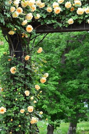 バラ　つる レディ ヒリンドン（Lady Hillingdon Cl）｜花の手帖のバラ図鑑