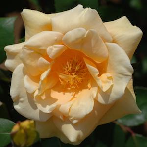 バラ　レディ ヒリンドン（Lady Hillingdon）｜花の手帖のバラ図鑑