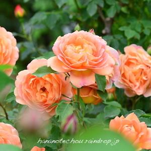 バラ　レディー オブ シャーロット（Lady of Shalott ）｜花の手帖のバラ図鑑