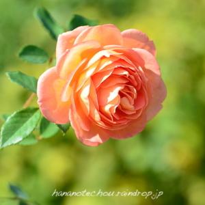 バラ　レディー オブ シャーロット（Lady of Shalott ）｜花の手帖のバラ図鑑