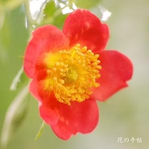 バラ　レディ ペンザンス（Lady Penzance）｜花の手帖のバラ図鑑