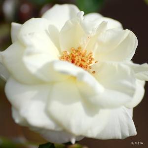 バラ　ラ　パロマ（La Paloma）｜花の手帖のバラ図鑑