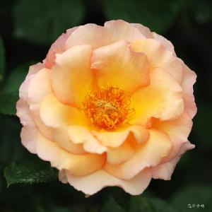 バラ　ラパリジェンヌ（La Parisienne）｜花の手帖のバラ図鑑