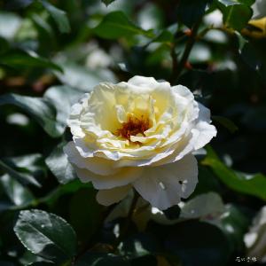 バラ　ラベルラ（La Perla）｜花の手帖のバラ図鑑