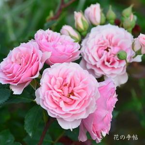 バラ　ラ ローズ ボルドー（La Rose Bordeaux）｜花の手帖のバラ図鑑