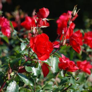 バラ　ラ セヴィリアーナ（La Sevillana）｜花の手帖のバラ図鑑