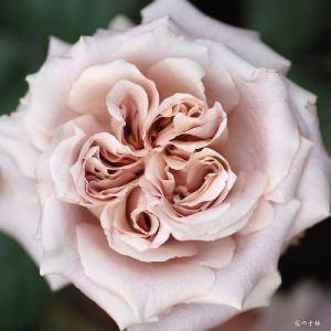 バラ　ラテ アート（Latte Art）｜花の手帖のバラ図鑑