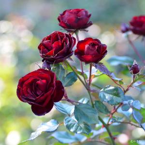 バラ　ラバグルート（Lavaglut）｜花の手帖のバラ図鑑