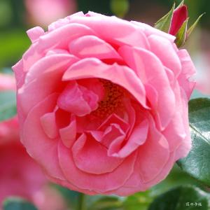 バラ　ラビーニア（Lawinia）｜花の手帖のバラ図鑑