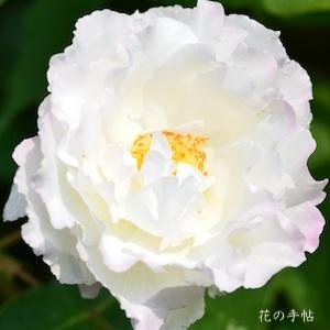 バラ　ル ブラン（Le Blanc）｜花の手帖のバラ図鑑