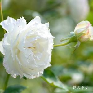 バラ　ル ブラン（Le Blanc）｜花の手帖のバラ図鑑