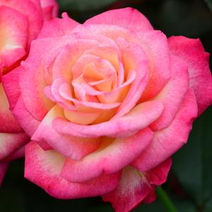 バラ　レオフェレ（Leo Ferre）｜花の手帖のバラ図鑑