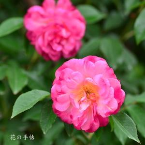 バラ　レオニーラメッシュ｜花の手帖のバラ図鑑