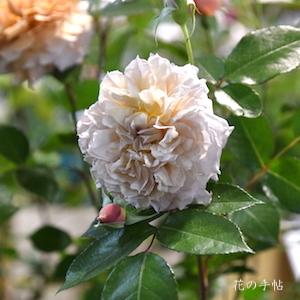 バラ　ル サブリエ（Le Sablier）｜花の手帖のバラ図鑑