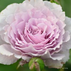 バラ　リベルラ（Libellula）｜花の手帖のバラ図鑑