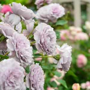 バラ　リベルラ（Libellula）｜花の手帖のバラ図鑑