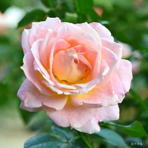 バラ　リド ディ ローマ（Lido di Roma）｜花の手帖のバラ図鑑