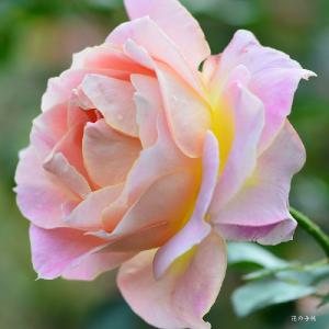 バラ　リド ディ ローマ（Lido di Roma）｜花の手帖のバラ図鑑