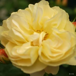 バラ　ライト ファンタスティック（Light Fantastic）｜花の手帖のバラ図鑑