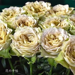 バラ　リテラチュール（Literature）｜花の手帖のバラ図鑑