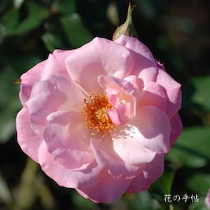 バラ　リトル ダーリング（Little Darling）｜花の手帖のバラ図鑑