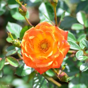 バラ　リトルミスサンシャイン（Little Miss Sunshine）リトルミスサンシャイン（Little Miss Sunshine）｜花の手帖のバラ図鑑