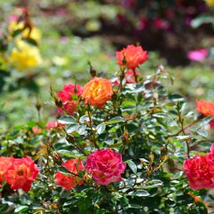 バラ　リトルミスサンシャイン（Little Miss Sunshine）リトルミスサンシャイン（Little Miss Sunshine）｜花の手帖のバラ図鑑