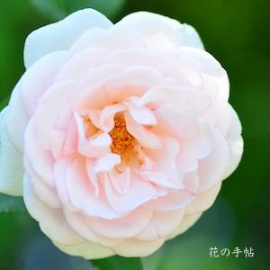 バラ　ロッキンヴァー（Lochinvar）｜花の手帖のバラ図鑑