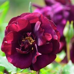 バラ　ルイ14セイ（ルイ14世）｜花の手帖のバラ図鑑