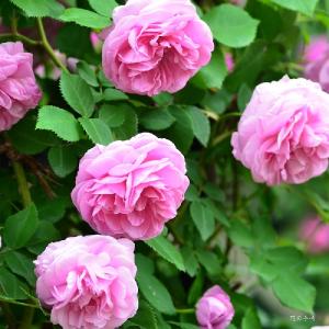 バラ　ルイーズオディエ（Louise Odier）｜花の手帖のバラ図鑑