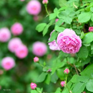 バラ　ルイーズオディエ（Louise Odier）｜花の手帖のバラ図鑑