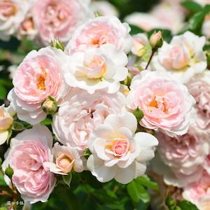 バラ　ラブリー メイアン（Lovely Meilland）｜花の手帖のバラ図鑑