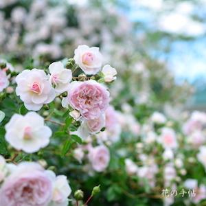 バラ　ラブリー メイアン（Lovely Meilland）｜花の手帖のバラ図鑑