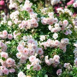 バラ　ラブリー メイアン（Lovely Meilland）｜花の手帖のバラ図鑑