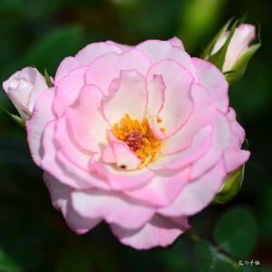 バラ　ラブリー プリンセス（Lovely Princess）｜花の手帖のバラ図鑑