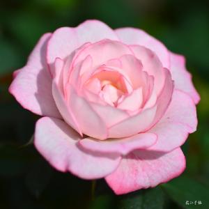 バラ　ラブリー プリンセス（Lovely Princess）｜花の手帖のバラ図鑑