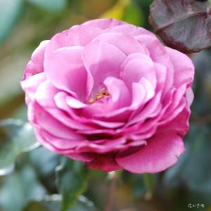 バラ　ラブ ポーション（Love Potion）｜花の手帖のバラ図鑑